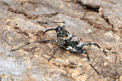 Mecopus tipularius