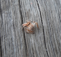 Opisthoncus