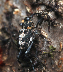 Mecopus tipularius