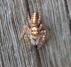 Opisthoncus