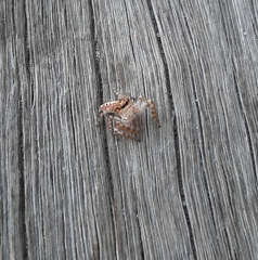 Opisthoncus