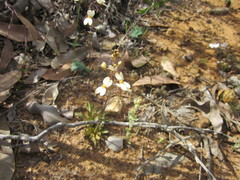 Stylidium spathulatum