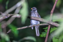 Bolemoreus frenatus
