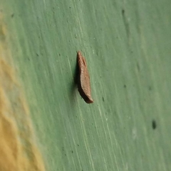 Lepidoptera