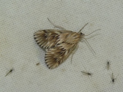 Cynaeda dentalis