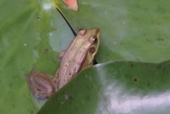 Pelophylax plancyi