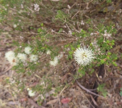 Melaleuca pauperiflora mutica