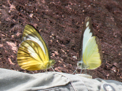 Appias lyncida eleonora
