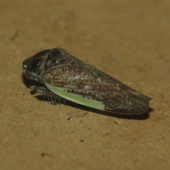 Hamana gelbata