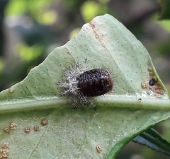 Coccinellidae