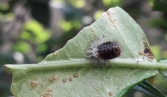 Coccinellidae