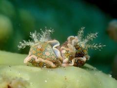 Sagaminopteron psychedelicum