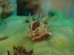 Sagaminopteron psychedelicum