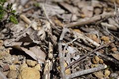 Maratus karrie