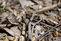 Maratus karrie