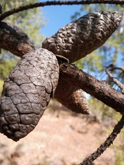 Pinus teocote
