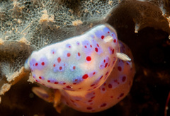 Goniobranchus thompsoni