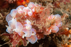 Phyllodesmium poindimiei