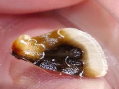 Chrysoecia scira
