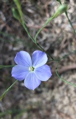 Linum marginale