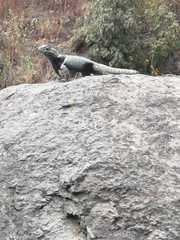 Sceloporus mucronatus