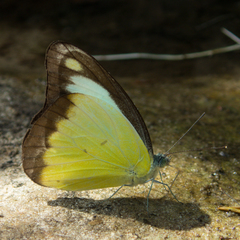 Appias lyncida eleonora