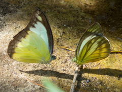 Appias lyncida eleonora
