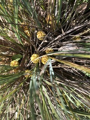 Lomandra collina