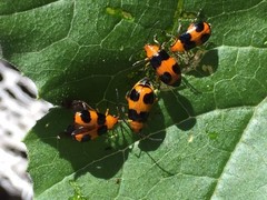 Aulacophora hilaris
