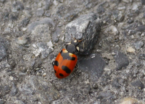 American Five-spotted Lady Beetle photo 6