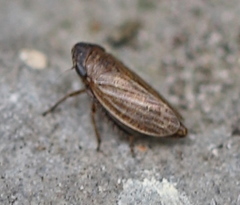 Aphrodini