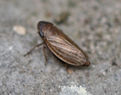 Aphrodini