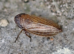 Aphrodini