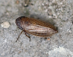 Aphrodini