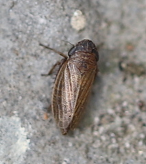 Aphrodini