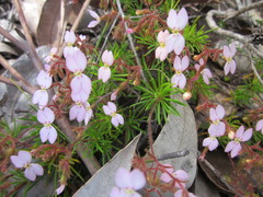 Stylidium dichotomum