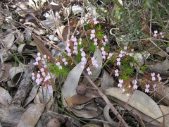 Stylidium dichotomum