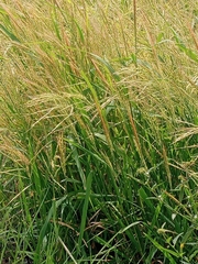 Oryza