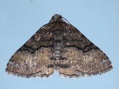 Aporoctena