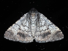 Aporoctena