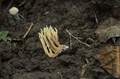 Phaeoclavulina eumorpha