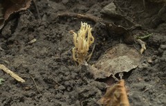 Phaeoclavulina eumorpha