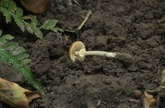 Conocybe arrhenii