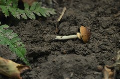 Conocybe arrhenii
