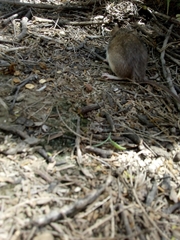 Peromyscus melanotis