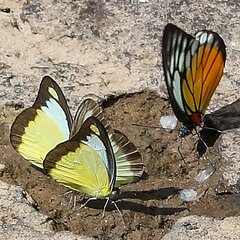 Prioneris clemanthe