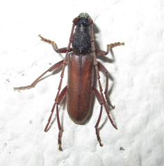 Margites deroliformis