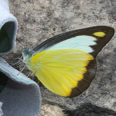 Appias lyncida eleonora