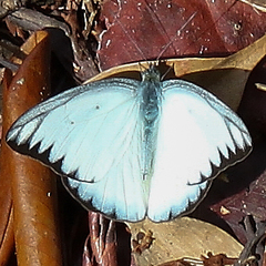 Appias lyncida eleonora