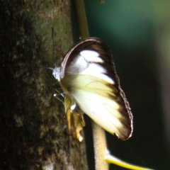 Appias lyncida eleonora